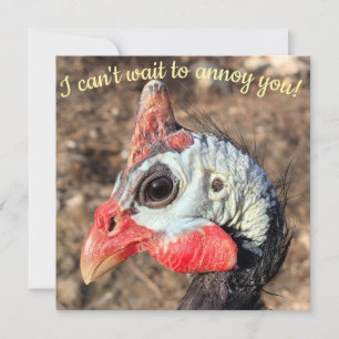 Carte Guinée Fowl