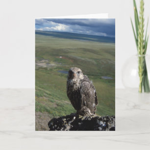 Carte gyrfalcon, rusticolus de Falco, obtention juvénile