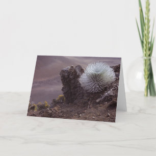 Carte Haleakala Silversword
