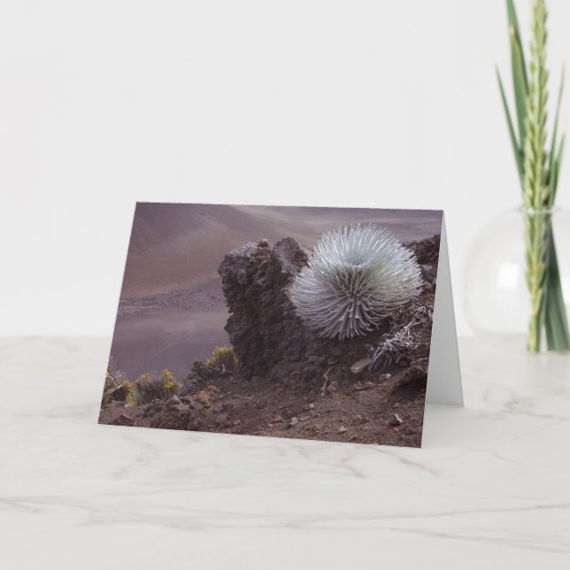 Carte Haleakala Silversword (Devant)