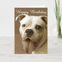 Happy Birthday American bulldog greeting card