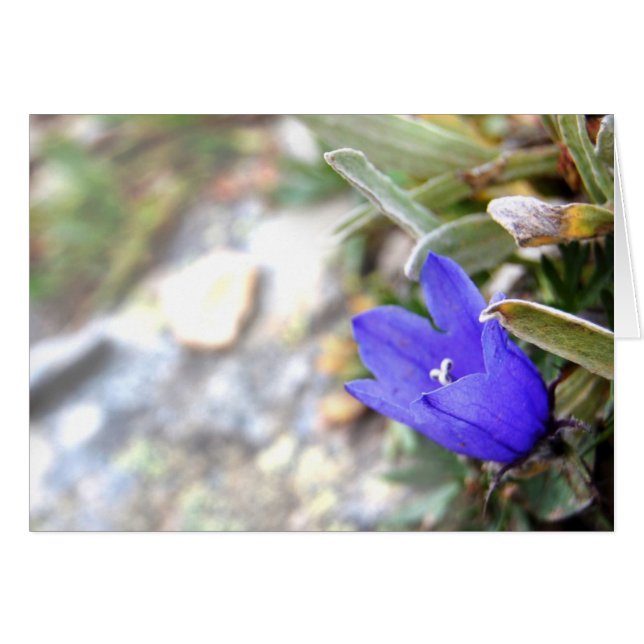 Carte Harebell Arctique (Devant Horizontal)