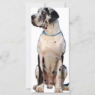 Carte Harlekin Great Dane