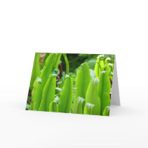Hart's Tongue Fern Card