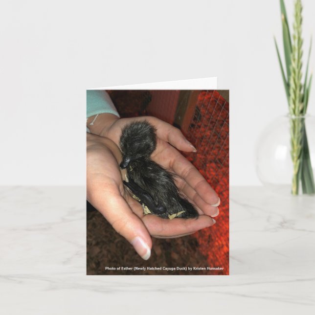 Carte Hatcheur de Cayuga (Devant)