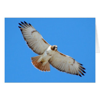 Carte Hawk à queue rouge en flammes