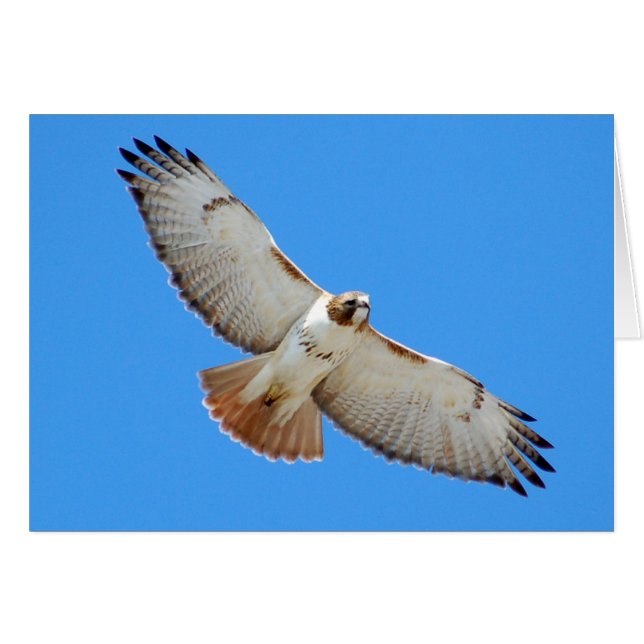 Carte Hawk à queue rouge en flammes (Devant horizontal)