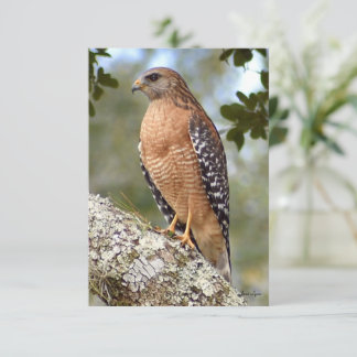 Carte Hawk Nature