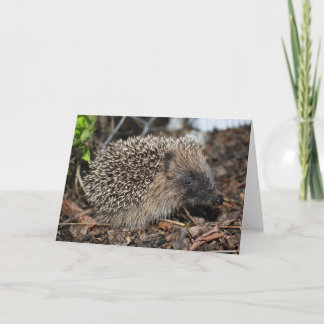 Carte Hedgehog Birthday