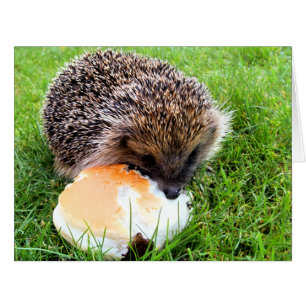 CARTE HÉDGEHOG CUTE