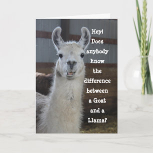 Carte Hello   Humour Llama drôle mignon