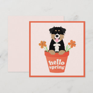 Carte Hello Spring Australian Shepherd Chien En Pot Fleu