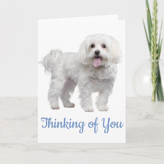 Carte Hello White Maltese Puppy Dog Thinking Of You (Devant)