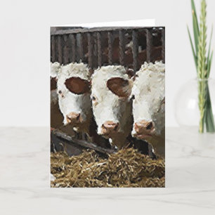 Carte Hereford Cattle