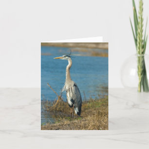 Carte Héron bleu à Pond Card