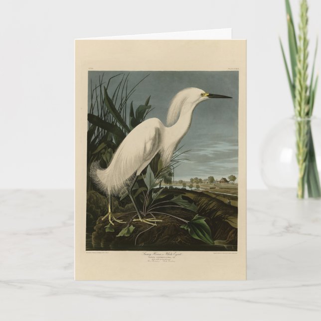 Carte Héron de neige (Egret) - Les oiseaux d'Amérique d' (Devant)