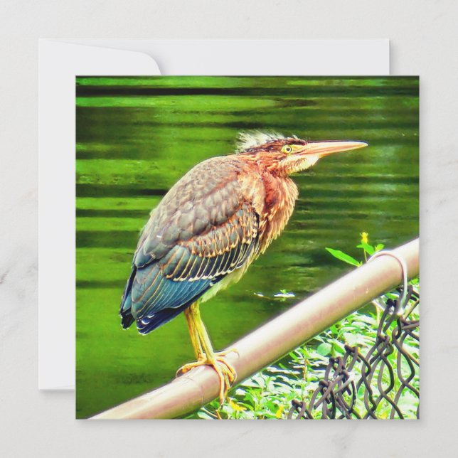 Carte héron vert (Devant)