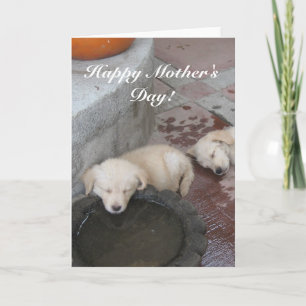 Carte heureuse de chiots de golden retriever du