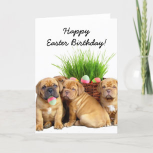 Carte heureuse de chiots de Pâques Birthday Dogue