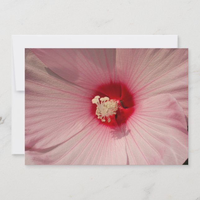 Carte Hibiscus Agrandir la reproduction photographique (Devant)