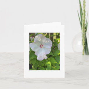 Carte Hibiscus de Rose-Mallow
