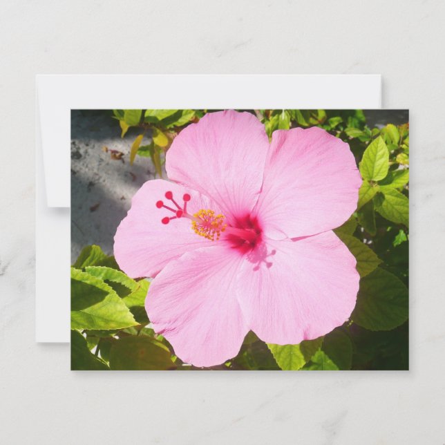 Carte Hibiscus rose Fleur tropicale (Devant)