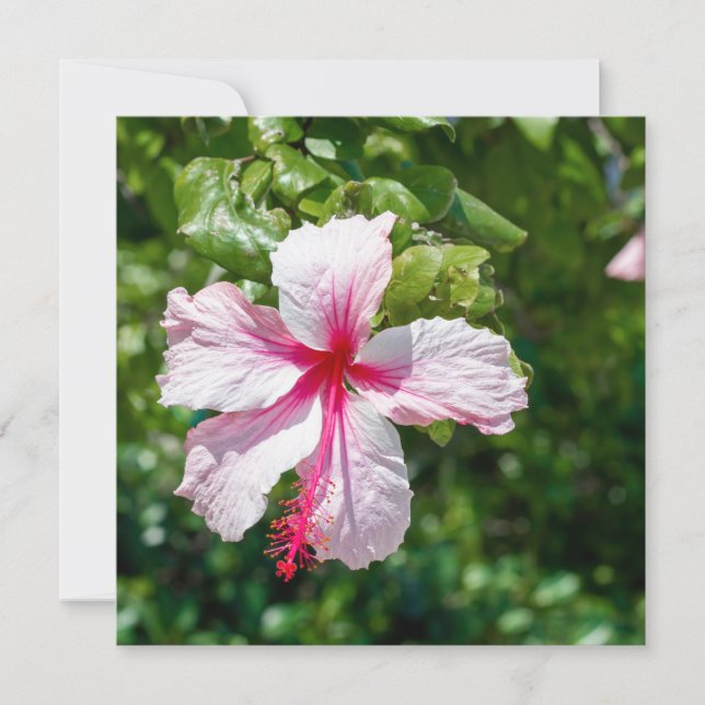 Carte Hibiscus rose Fleur tropicale Salutation d'anniver (Devant)