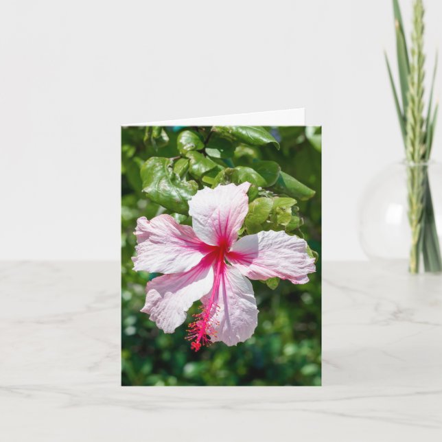 Carte Hibiscus rose Fleur tropicale Salutation d'anniver (Devant)