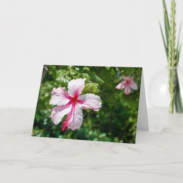 Carte Hibiscus rose Fleur tropicale Salutation d'anniver (Devant)