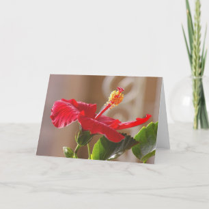 Carte Hibiscus Rouge Emboisé, Défilé