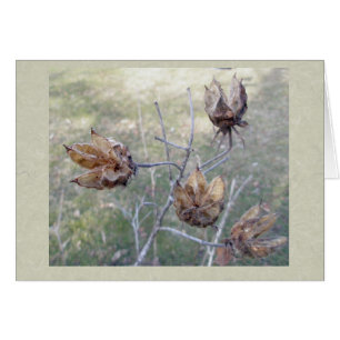 Carte Hibiscus Seed Pots