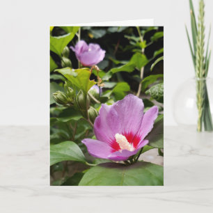 Carte Hibiscus syriacus Aphrodite Shrub, Fleur rose