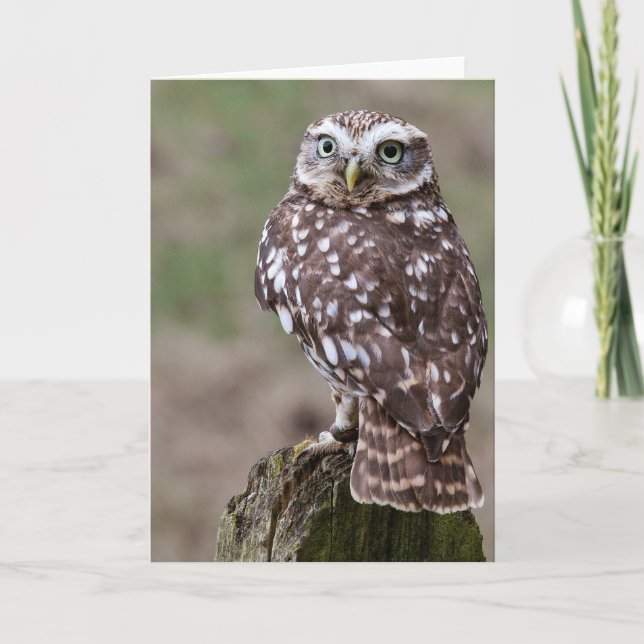 Carte Hibou (Devant)