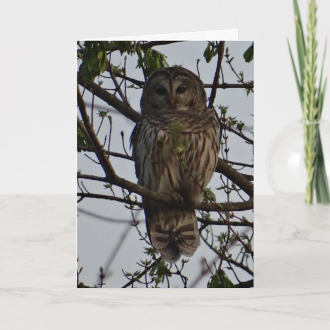 Carte Hibou, Anniversaire (Devant)