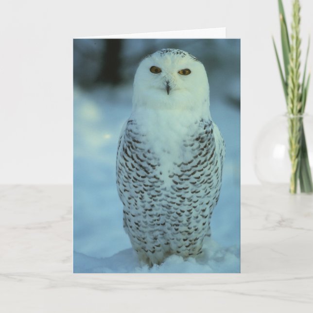 Carte Hibou de Milou (Devant)