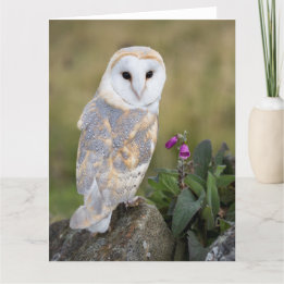 Carte Hibou et digitale de grange