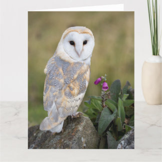 Carte Hibou et digitale de grange