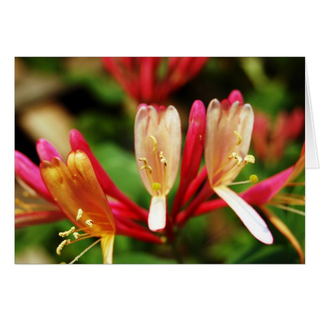 Carte Honeysuckie (Devant horizontal)