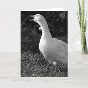 Carte Honking Sebbie