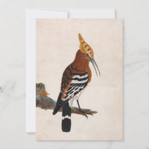 Carte Hoopoe commun William Lewin