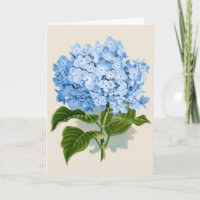 Hortensia bleu vintage