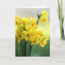 Hôte de jonquilles miniatures