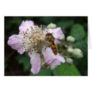 Carte Hoverfly