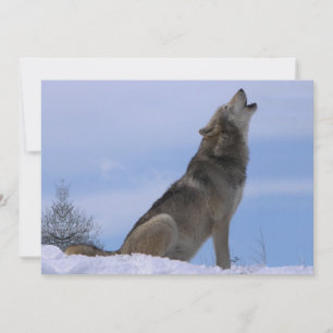 Carte Howling Loup de bois de l'Alaska
