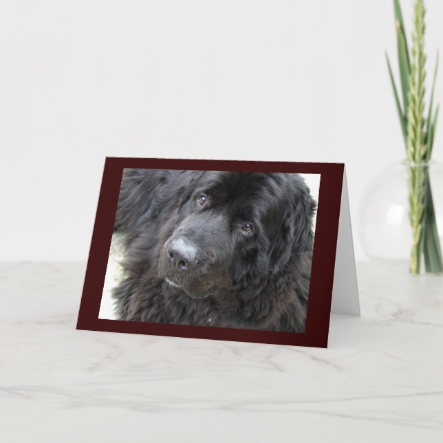 Carte hugo aux yeux bruns (Devant)