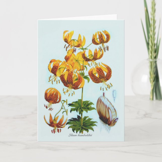 Carte Humboldtii de Lilium (Devant)