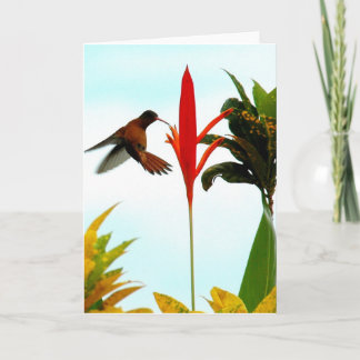 Carte Hummingbird (pose 1)