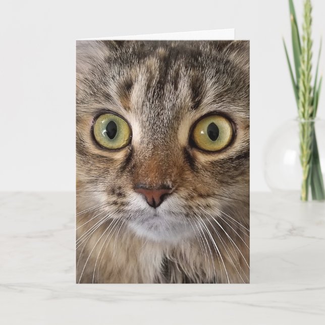 Carte Humour d'anniversaire du chat-coon du Maine (Devant)