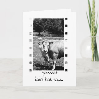 Carte Humour d'anniversaire - Vaches