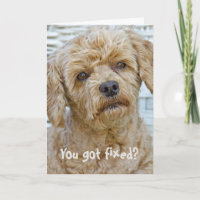 Humour de vasectomie pour chien